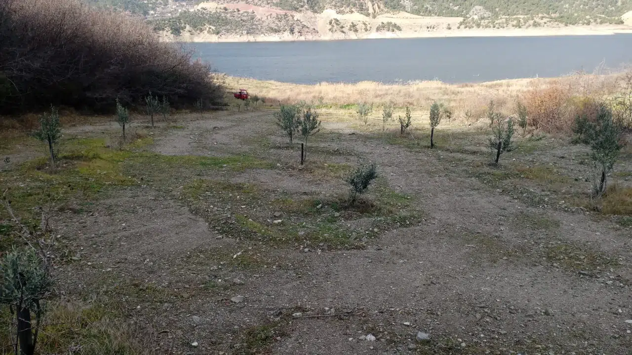 Zeytin Verimini Artırma Çalışmaları