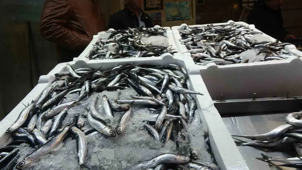 Avına Kota Getirildiği İçin Bu Yıl Fiyatı Çok Kıymetli Olacağı Tasa Edilen Hamside Korkulan Olmadı