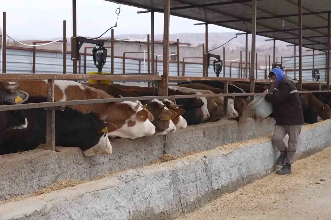 Az Hayvanla Başladılar, Takviyeler Sayesinde Artık Dev Çiftlik Kurmaya Hazırlanıyorlar