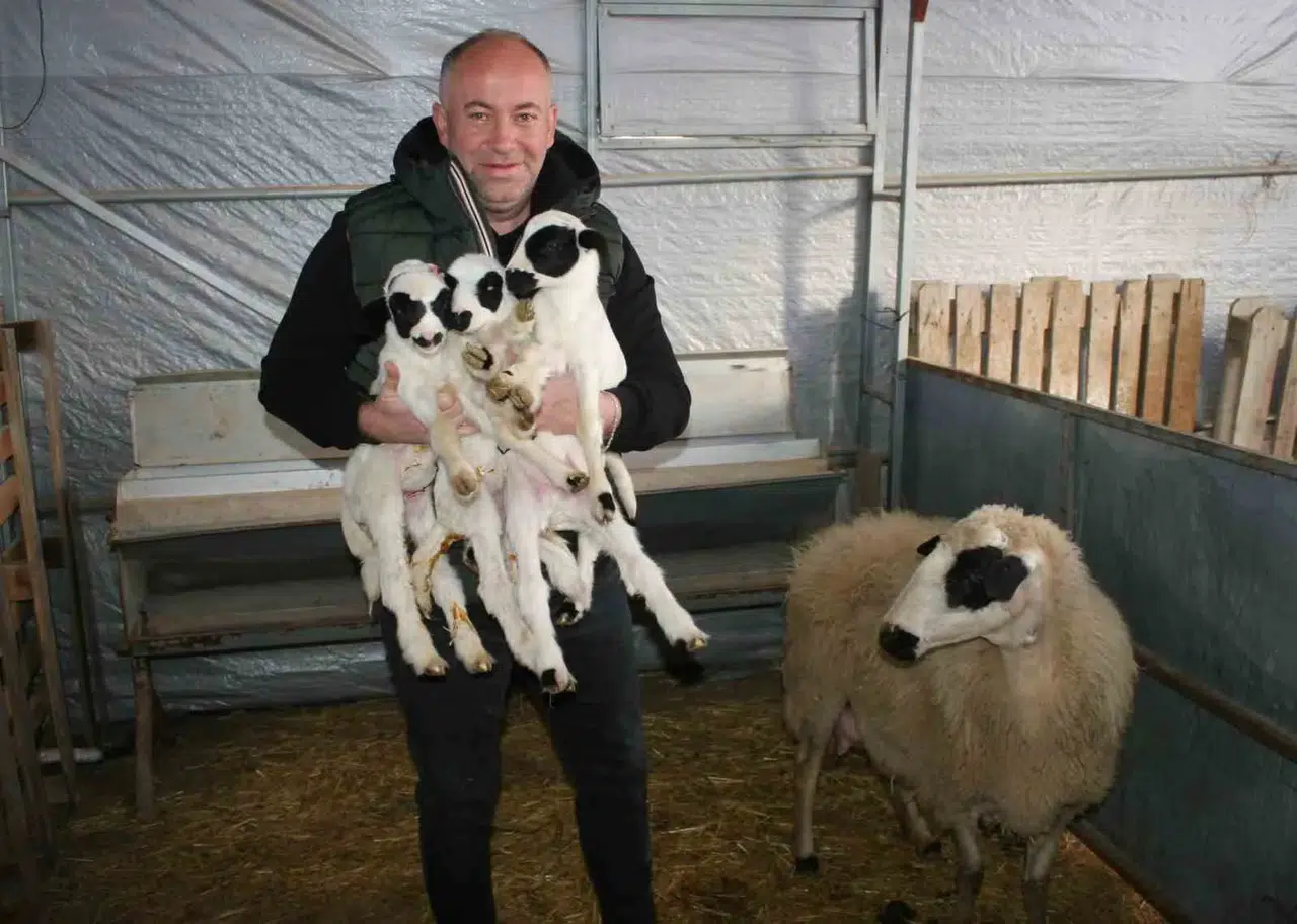 Birinci Kuzularına Adeta Çocuk Üzere Bakıyor