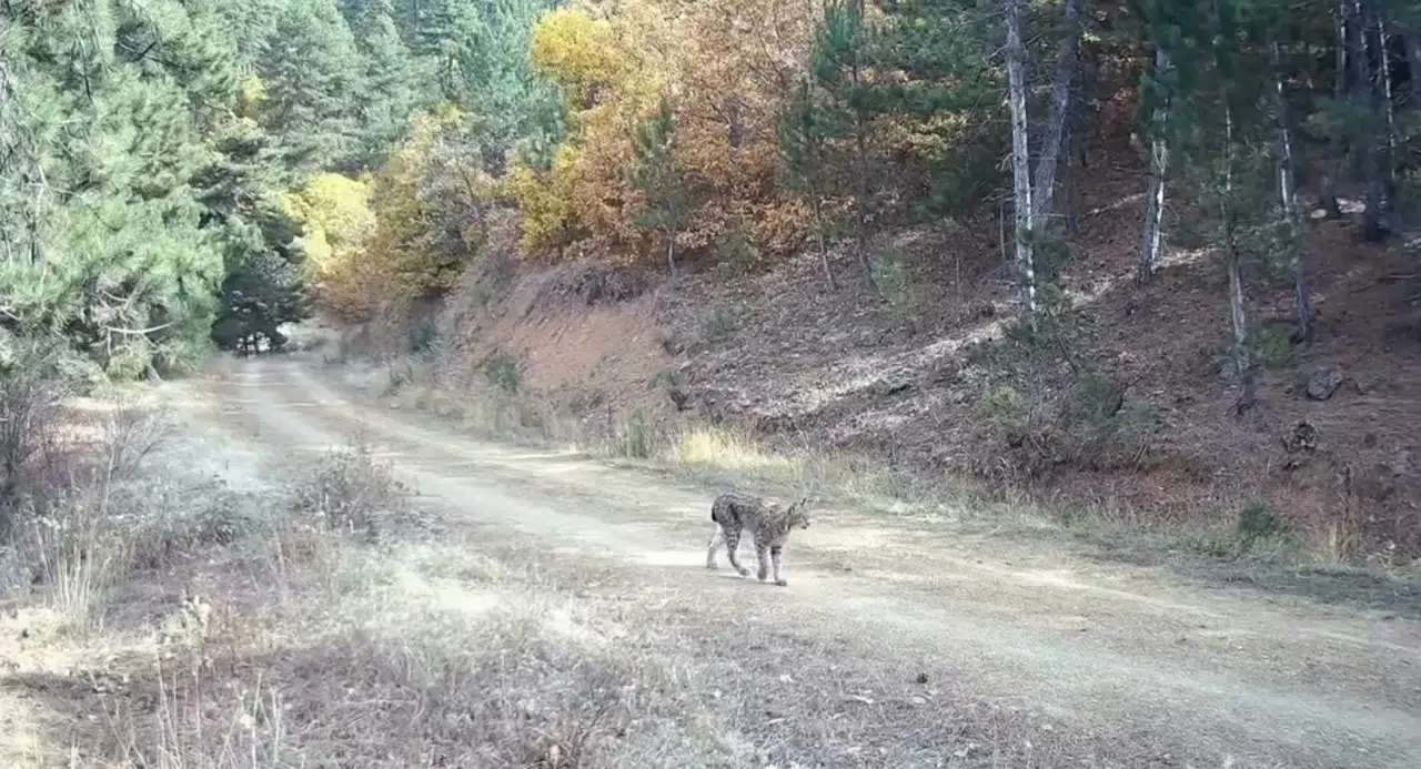 Çankırı’da Kuşağı Tehlike Altında Olan Vaşak ve Yavruları Kamerada
