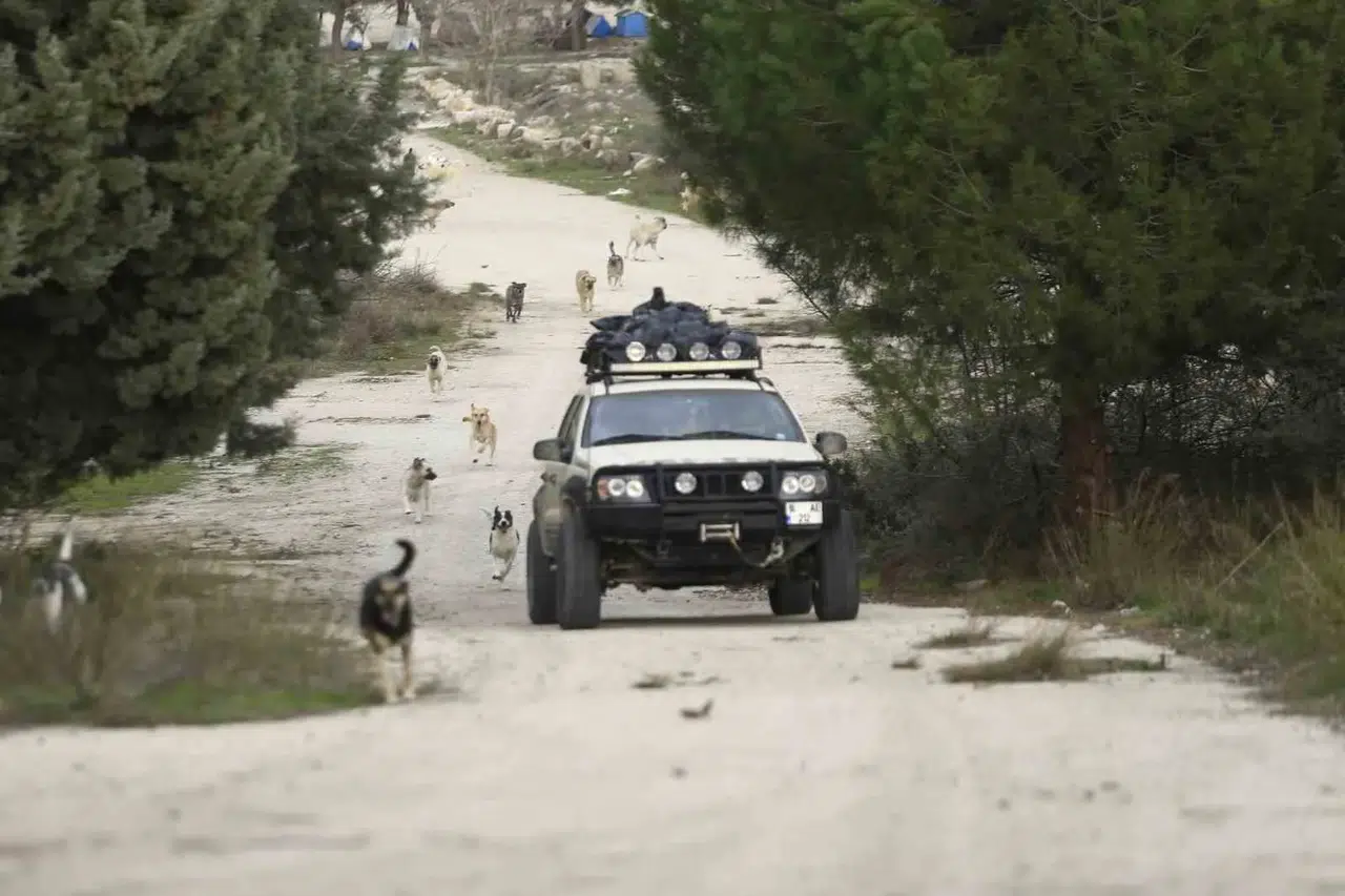 Dağdaki Yüzlerce Terk Edilmiş Sokak Hayvanı Her Gün Onun Yolunu Gözlüyor