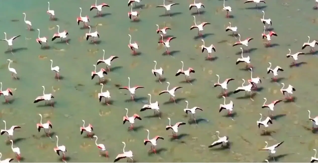 Flamingolar Van’ı Çok Sevdi