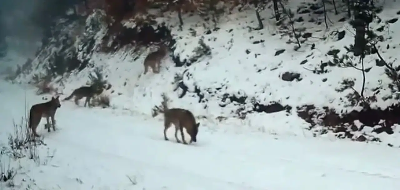 Ilgaz Dağı’ndaki Yaban Hayatı Fotokapanla Görüntülendi