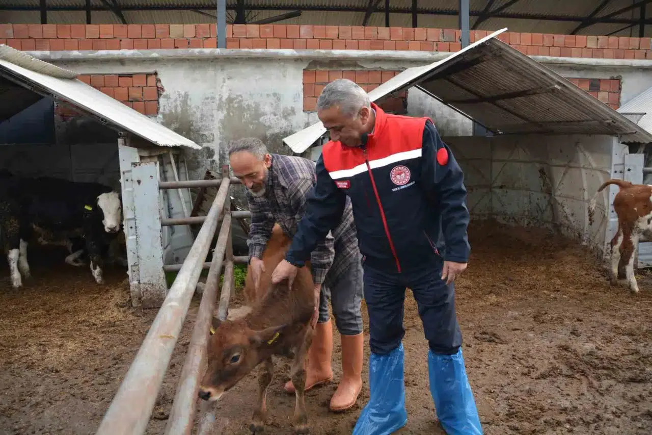 ’Jersey’ Projesiyle Süt Üretimi ve Hayvansal Üretimden Elde Edilen Gelir Arttı