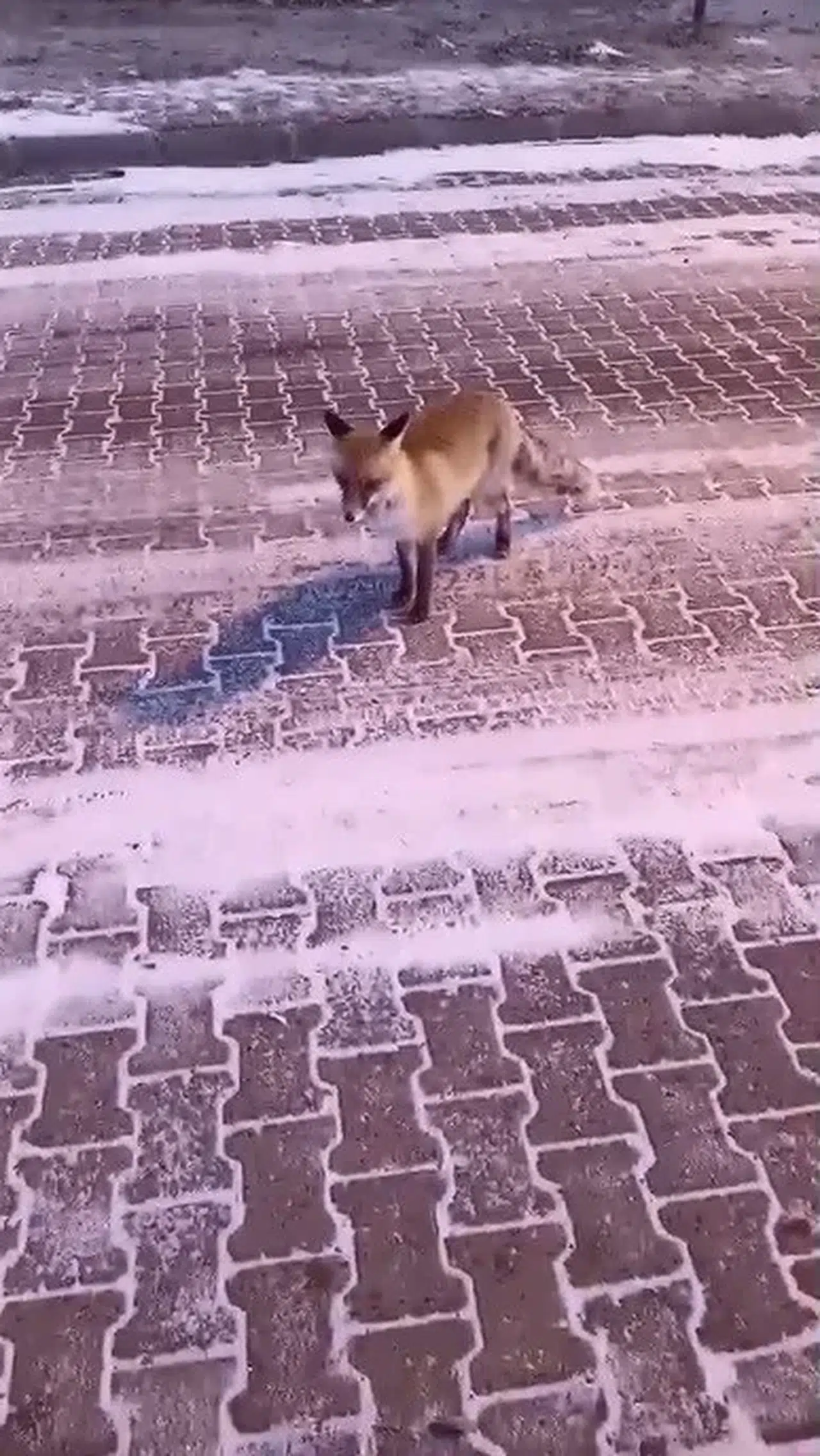 Kars’ta Tilki ile Vatandaşın Gülümseten Anları