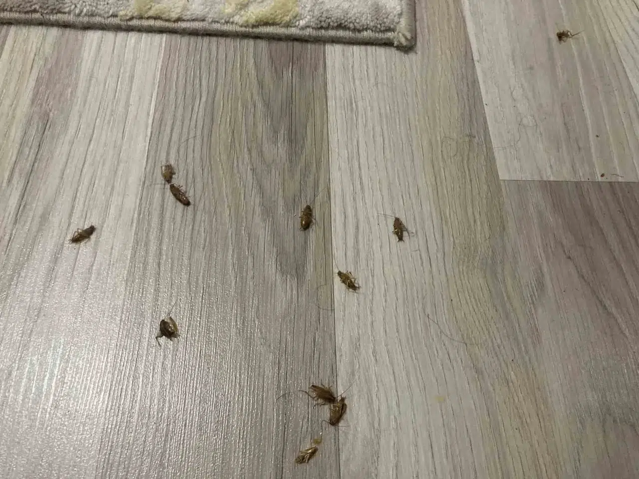 Kış Mevsiminde Kentin Göbeğindeki Meskenleri Böcekler Sardı