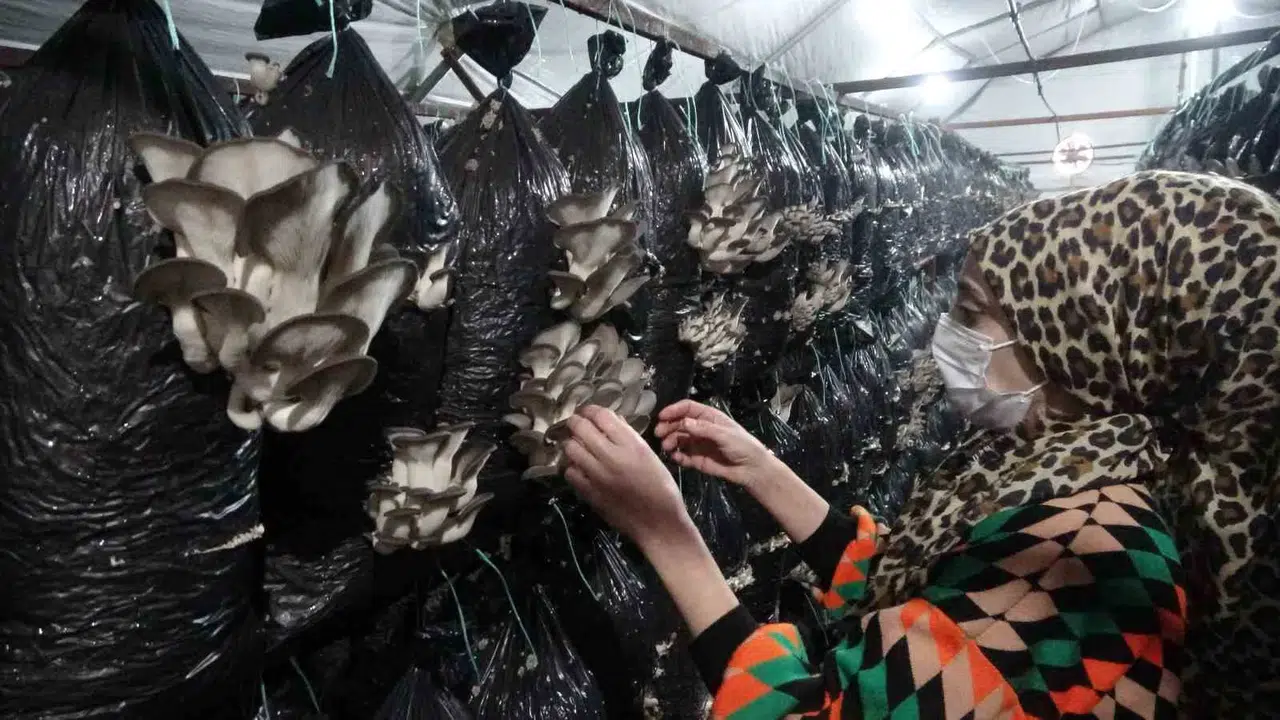 Malatyalı Teşebbüsçü, Serasında Ayda 6 Ton İstiridye Mantarı Üretiyor