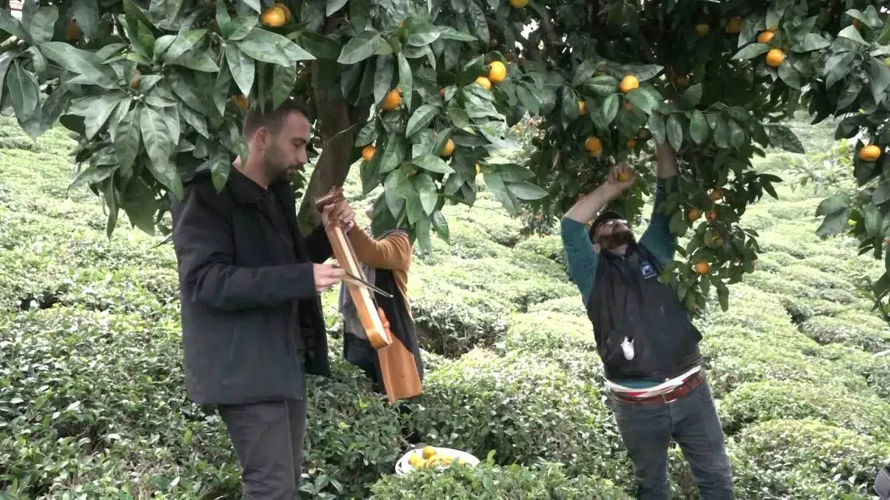 Mandalinayı Kemençe Eşliğinde Hasat Ettiler