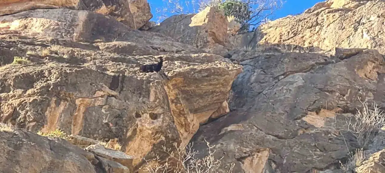 Siirt’te Mahsur Kalan Keçi Kurtarıldı