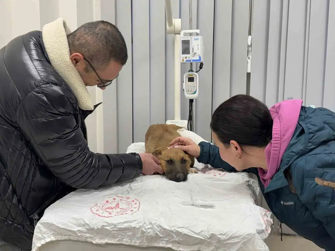 Sokak Köpeğine Süratli Müdahale Gönülleri Fethetti: "Büyük Bir Algımız Vardı, Bunu Kırdılar"