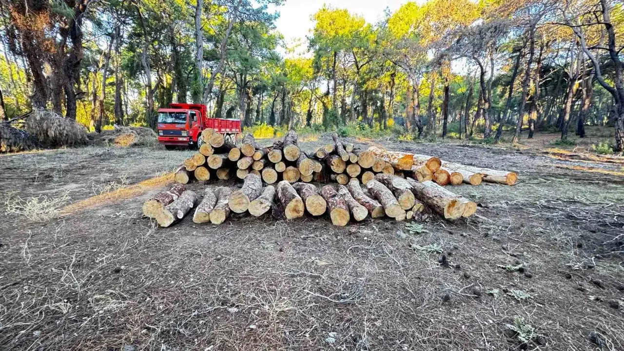 Sorgun Çamlığı’nda Yanan Ağaçlar Kesildi