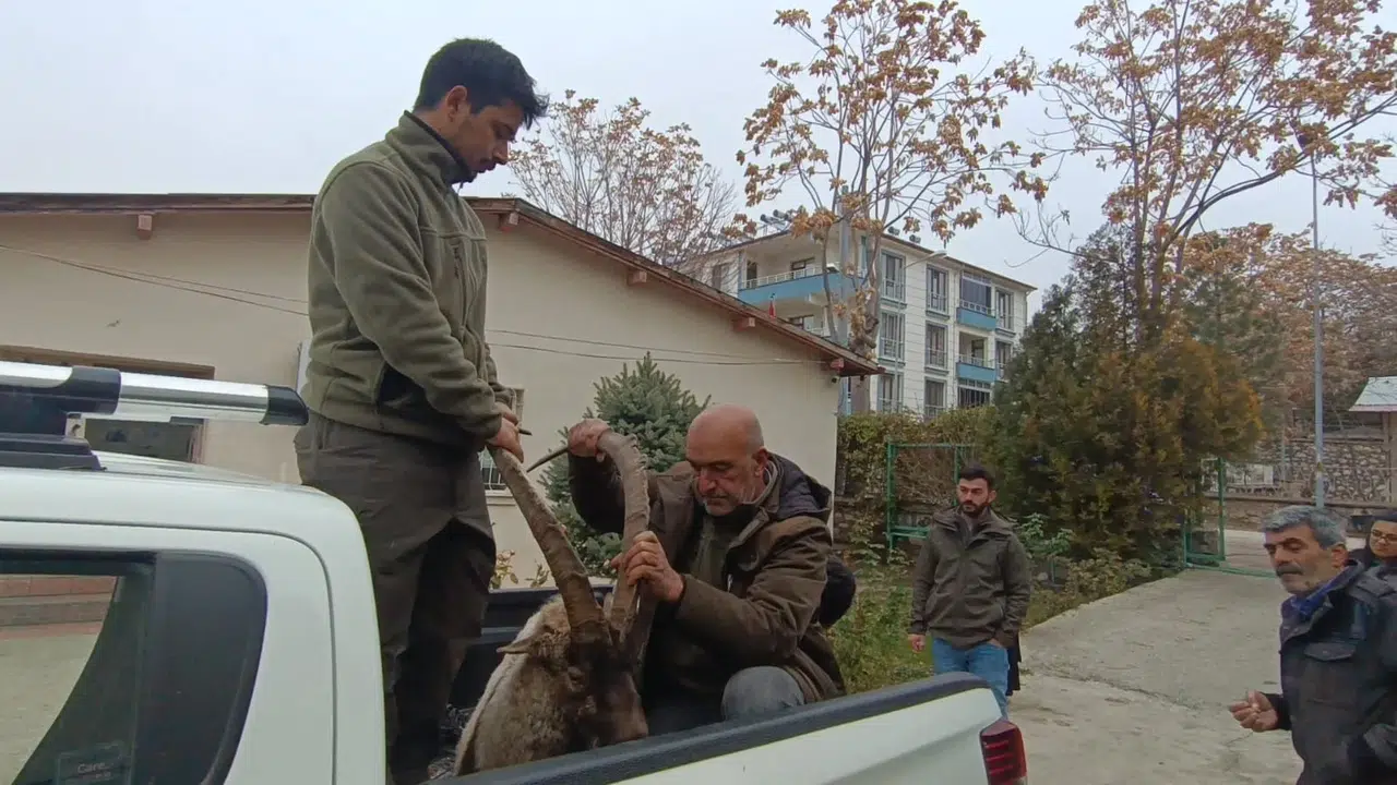 Yaralı Bulunan Yaban Keçisinin İmdadına Dkmp Grupları Yetişti