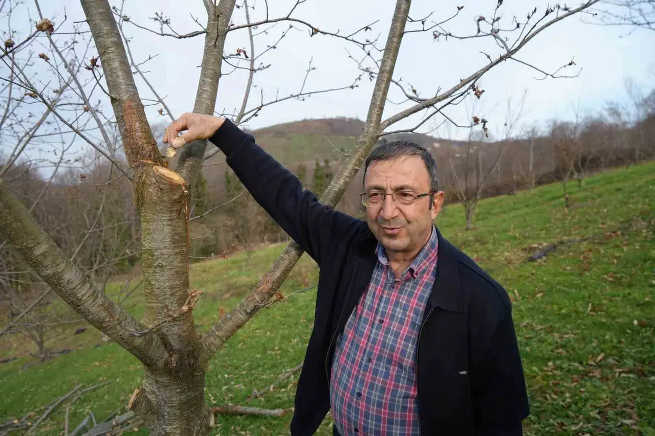 Yıllardır Süren Araştırma: 500 Bitkiden Yalnızca 35’i Sağlam Kaldı