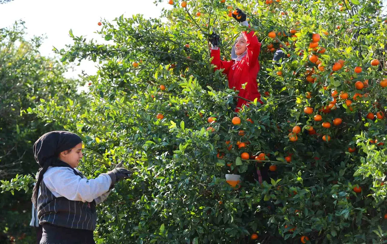 Adana’da Mandalina Hasadı Sürüyor: ’Dalında Fiyat 17-18 Lira’