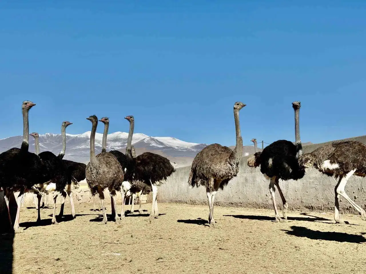 Ağrı Dağı Eteklerine Kurulan Deve Kuşu Çiftliği ile Hayvancılık Kesimine Yeni Bir Soluk Getirildi