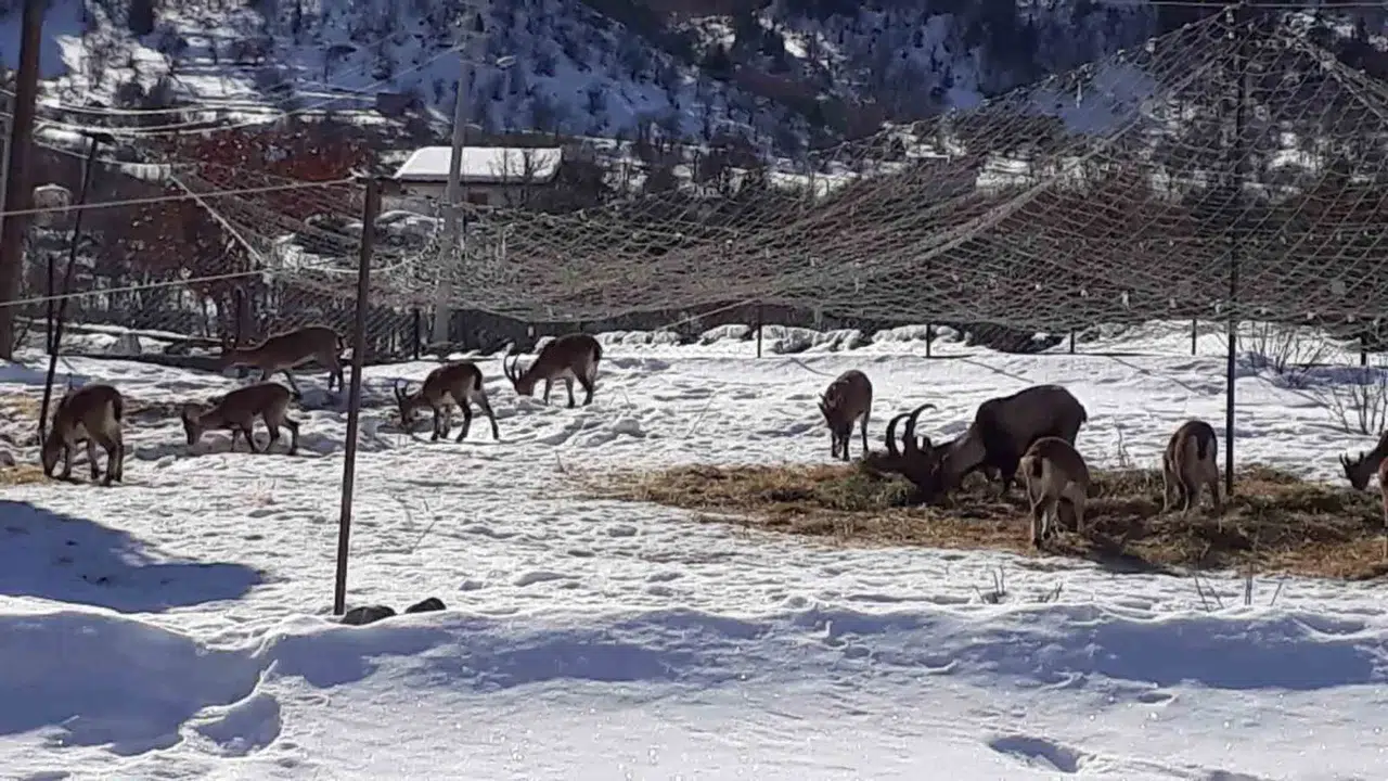 Antalya’nın Ürkek Konukları Yaban Keçileri  Mahalleye İndi