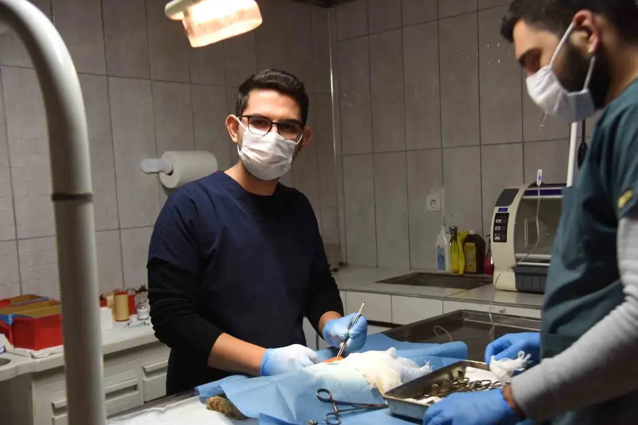 Bilecik’te 3 Köpeğe Sezaryen Operasyonu Gerçekleştirildi