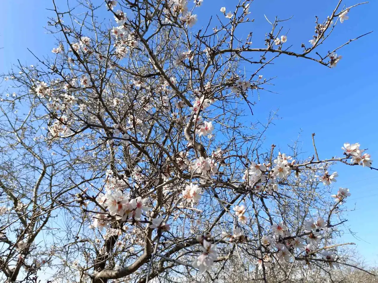 Gazipaşa’da Badem Ağaçları "Yalancı Bahar"A Aldandı