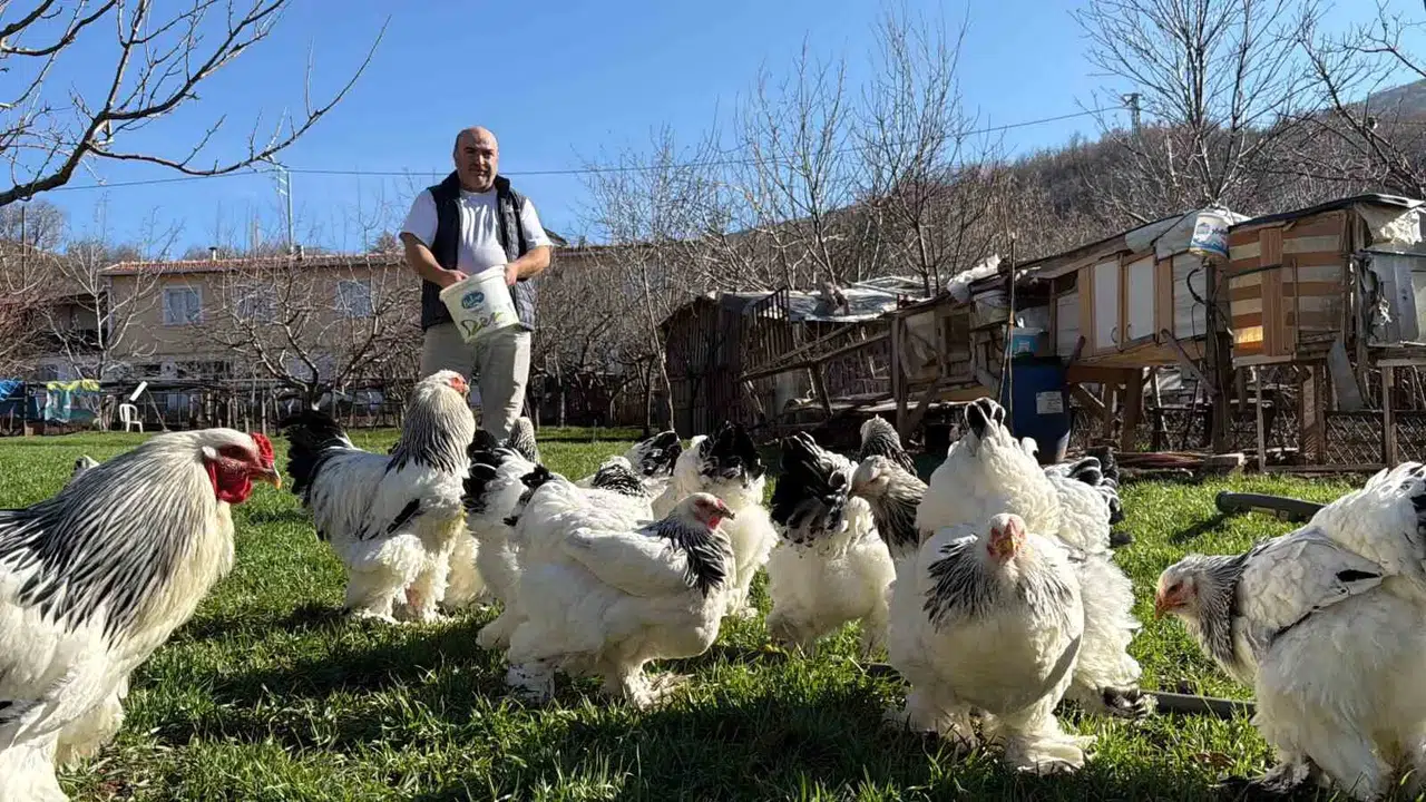 Hobisini Tutkuya Çevirerek Konutunun Bahçesini Tavuk Çiftliğine Dönüştürdü