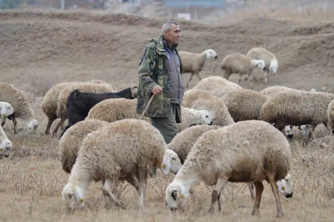 İstanbul’dan Kaçtı, Köyünde Yaptığı Hayvancılıkla Huzuru Buldu: "Şehir Hayatı Açık Cezaevi Gibi"