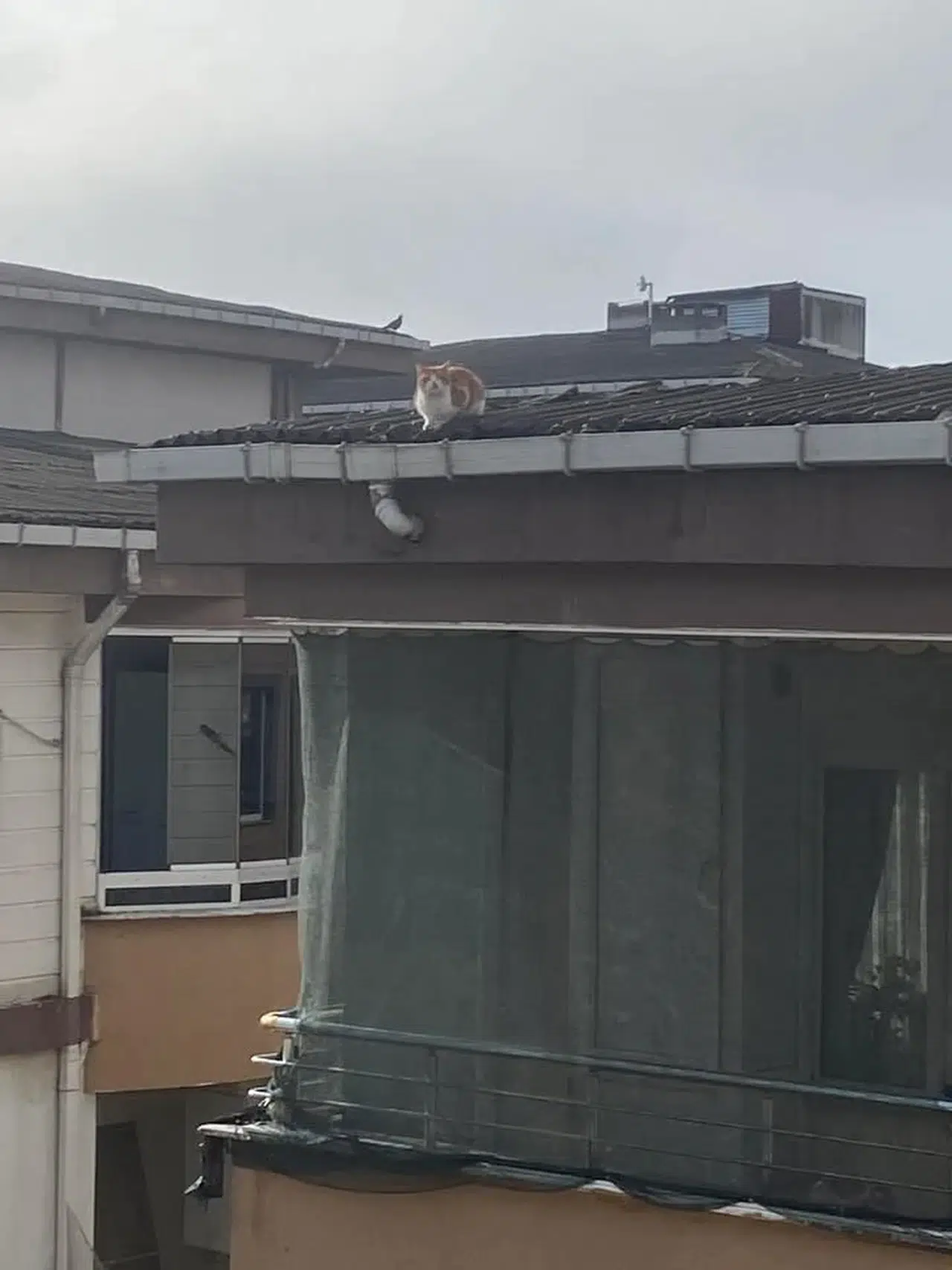 İtfaiye Takımının Kedi Kurtarma Mesaisi