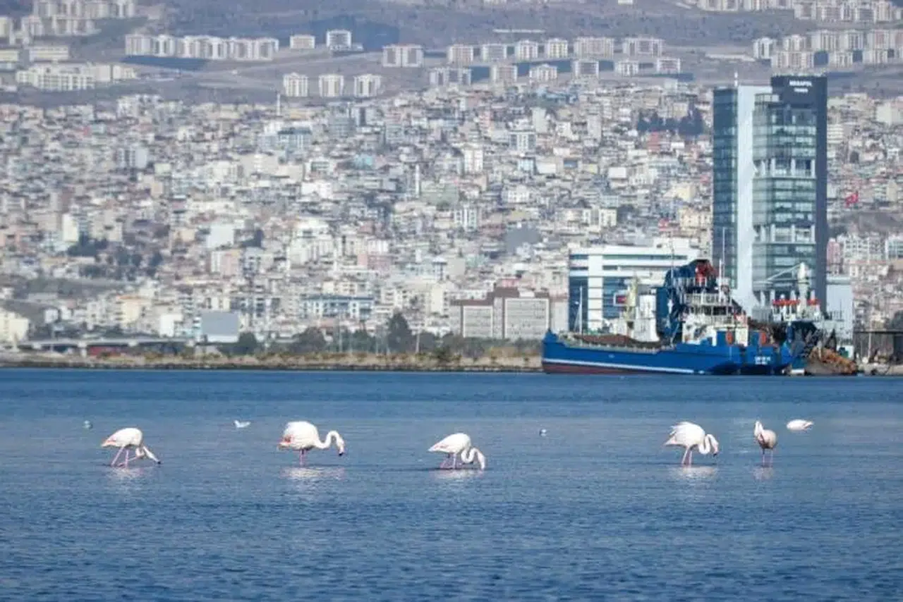 İzmir Körfezi’nde Paklık Sonrası Tabiat Canlandı, Flamingolar ve Pelikanlar Geri Döndü