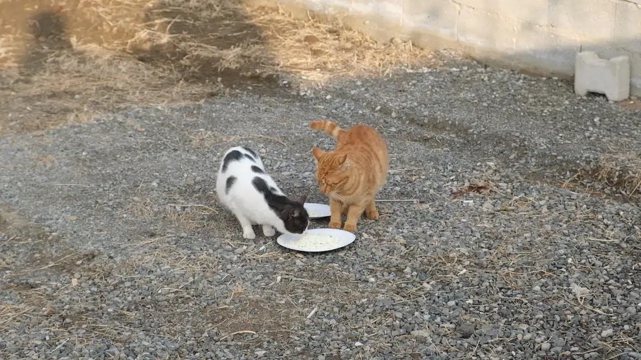 Kediyle Orjinal ve Geçersiz Peynir Testi