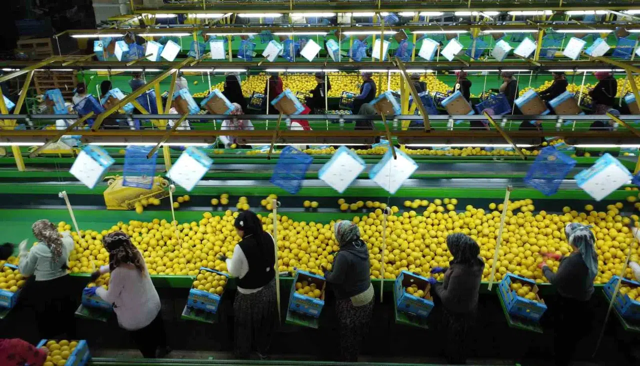 Limonda Ağır Hasat Periyodu: Fiyatı 6-7 TL’ye Kadar Düştü