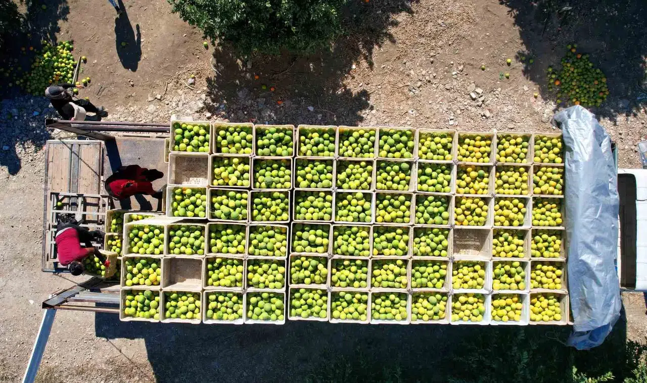 Pestisit Kullanımı, Tarım Eserlerini Gümrükten Geri Gönderiyor
