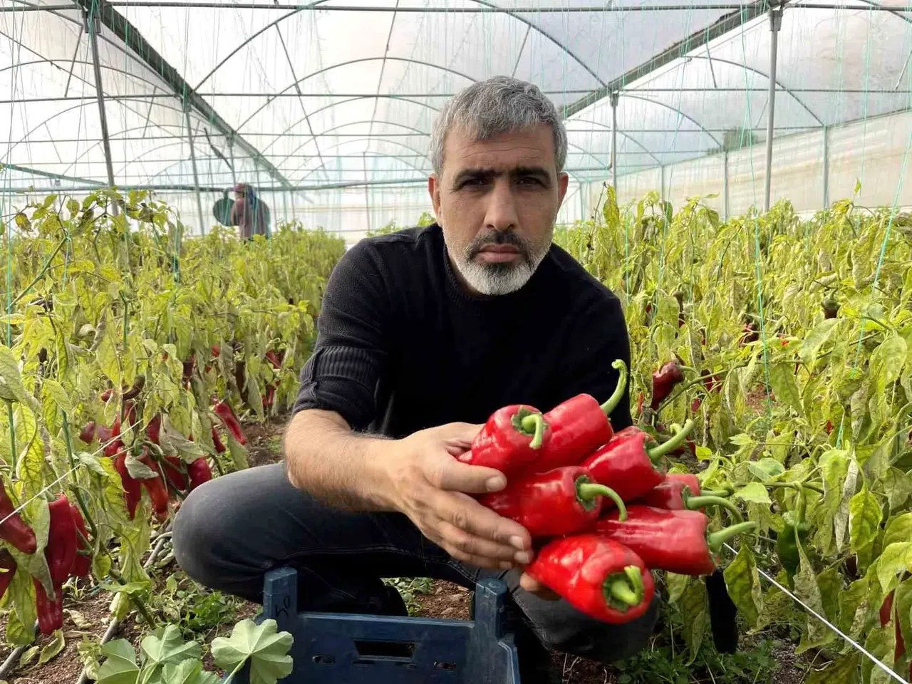 Şanlıurfa’da Seracılık ile Çiftçinin Yüzü Gülüyor