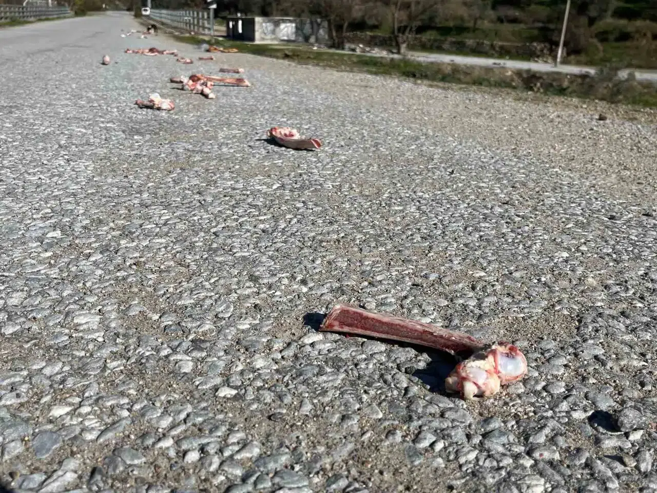 Sokak Hayvanları İçin Yollara Bırakılan Yiyecekler Sıhhati Tehdit Ediyor