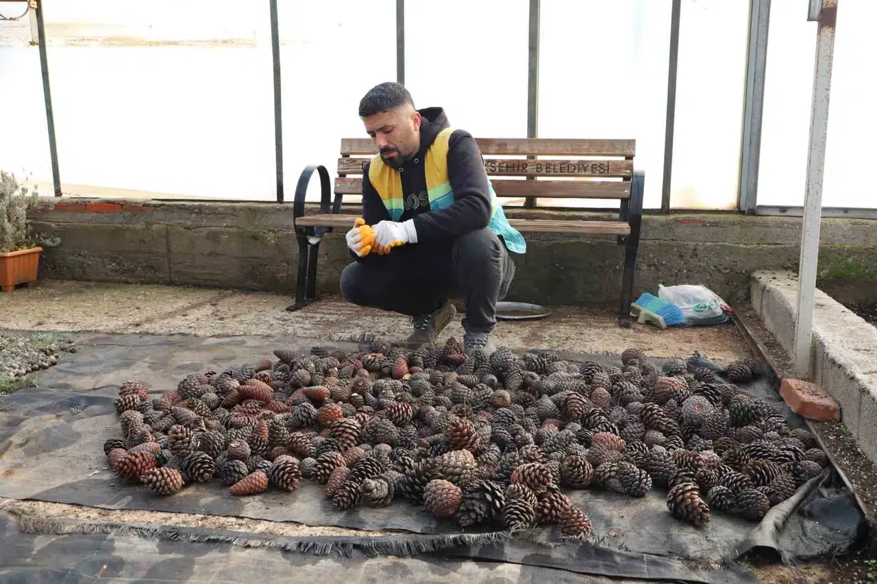 Tabiatta Toplanan Kozalaklardan Fidan Üretiliyor