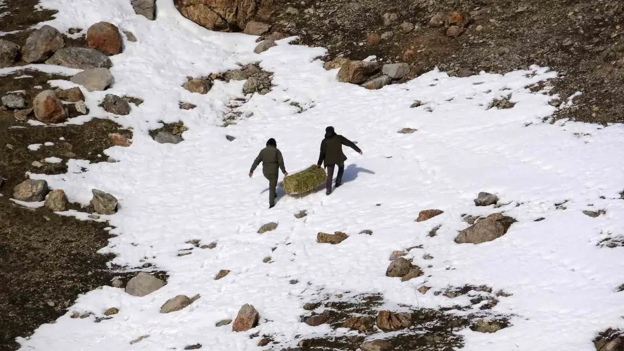 Uzmanlar Uyardı: "Yaban Hayvanlarına Bilinçsiz Yem Bırakmayın"