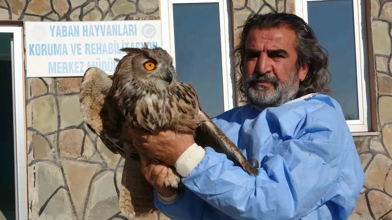 Van’da 2024 Yılında 500 Yaban Hayvanı Tedavi Edildi
