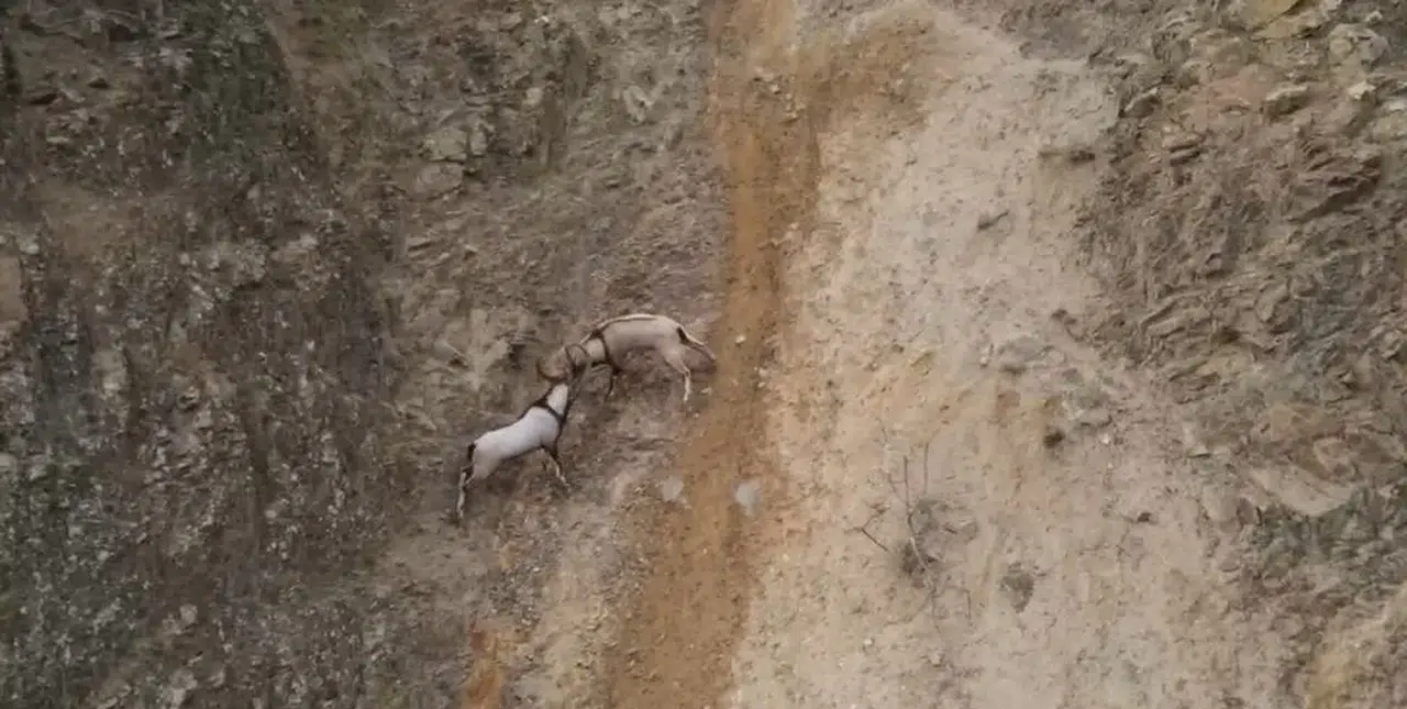 Yaban Keçilerinin Sarp Kayalıklardaki Hengamesi Dronla Görüntülendi
