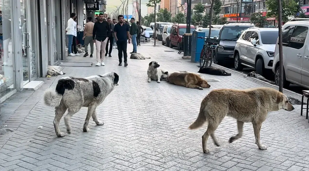 Yüksekovalı Vatandaşlar Reaksiyonlu: "Sokak Köpekleri Bir An Evvel Toplatılsın"