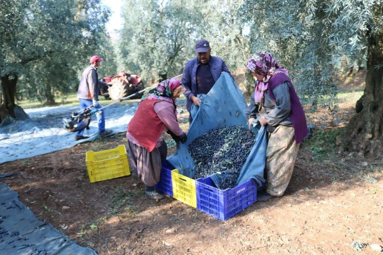 Zeytinyağı İhracatı Süratli Gidiyor, ABD’ye İhracat 5 Katına Ulaştı