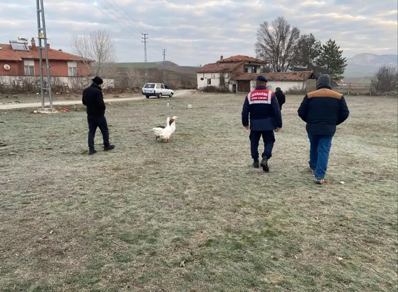 Köyde Kaz Dövüşü Yaptırırken Yakalandılar