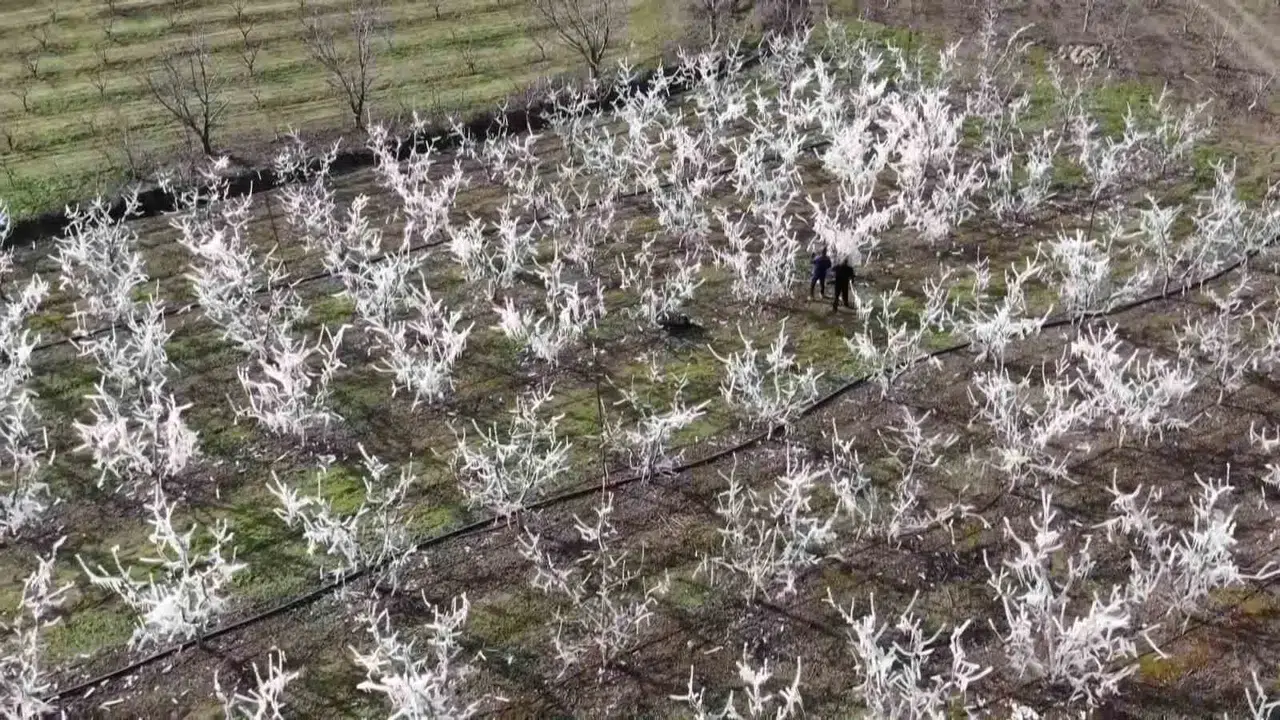 Amasyalı Çiftçi 400 Ağacı Çok Soğuktan Korumak İçin Dondurdu, Görenler Şaştı Kaldı