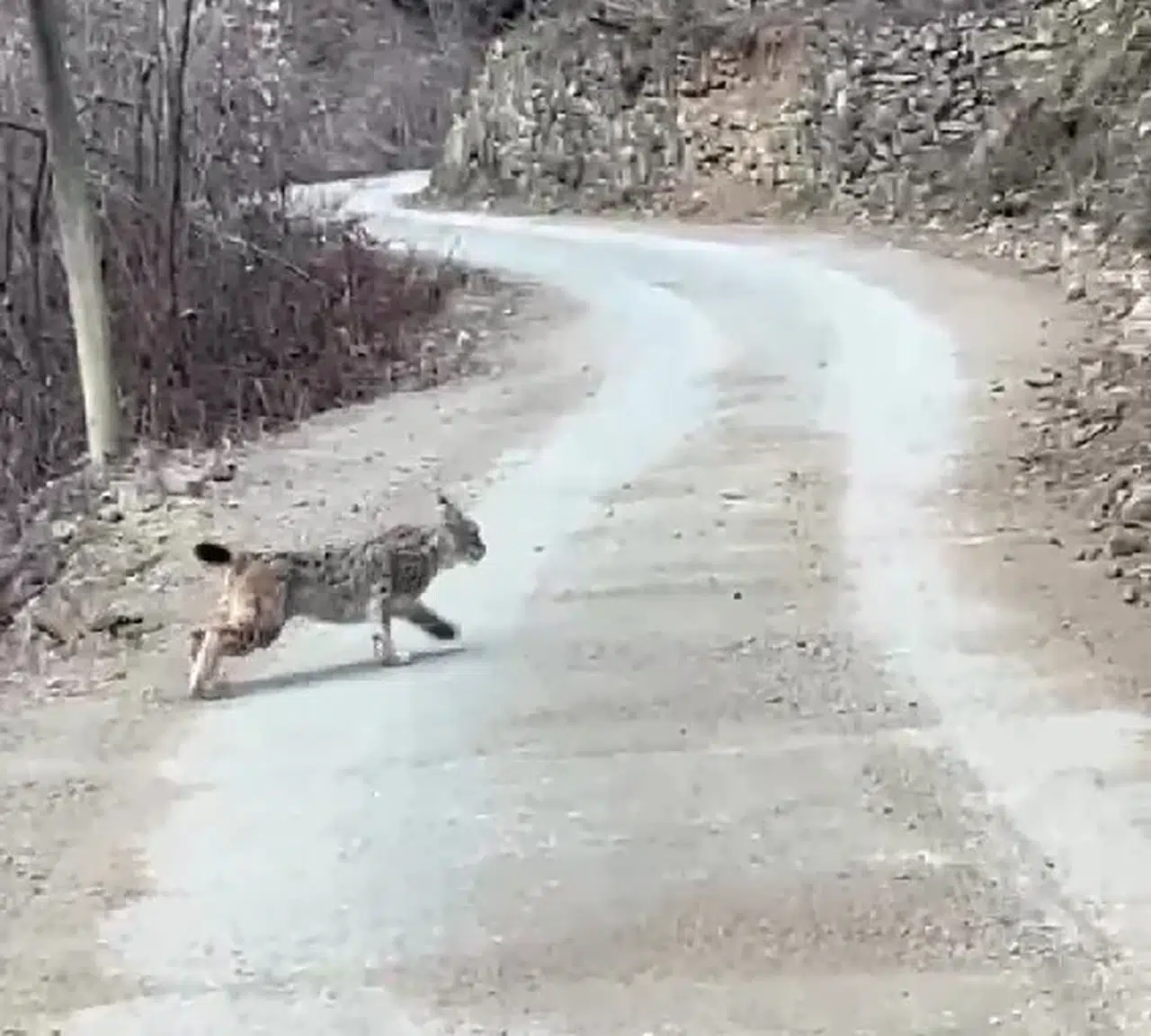 Artvin´de Kuşağı Tehlike Altında Olan Vaşak Görüntülendi