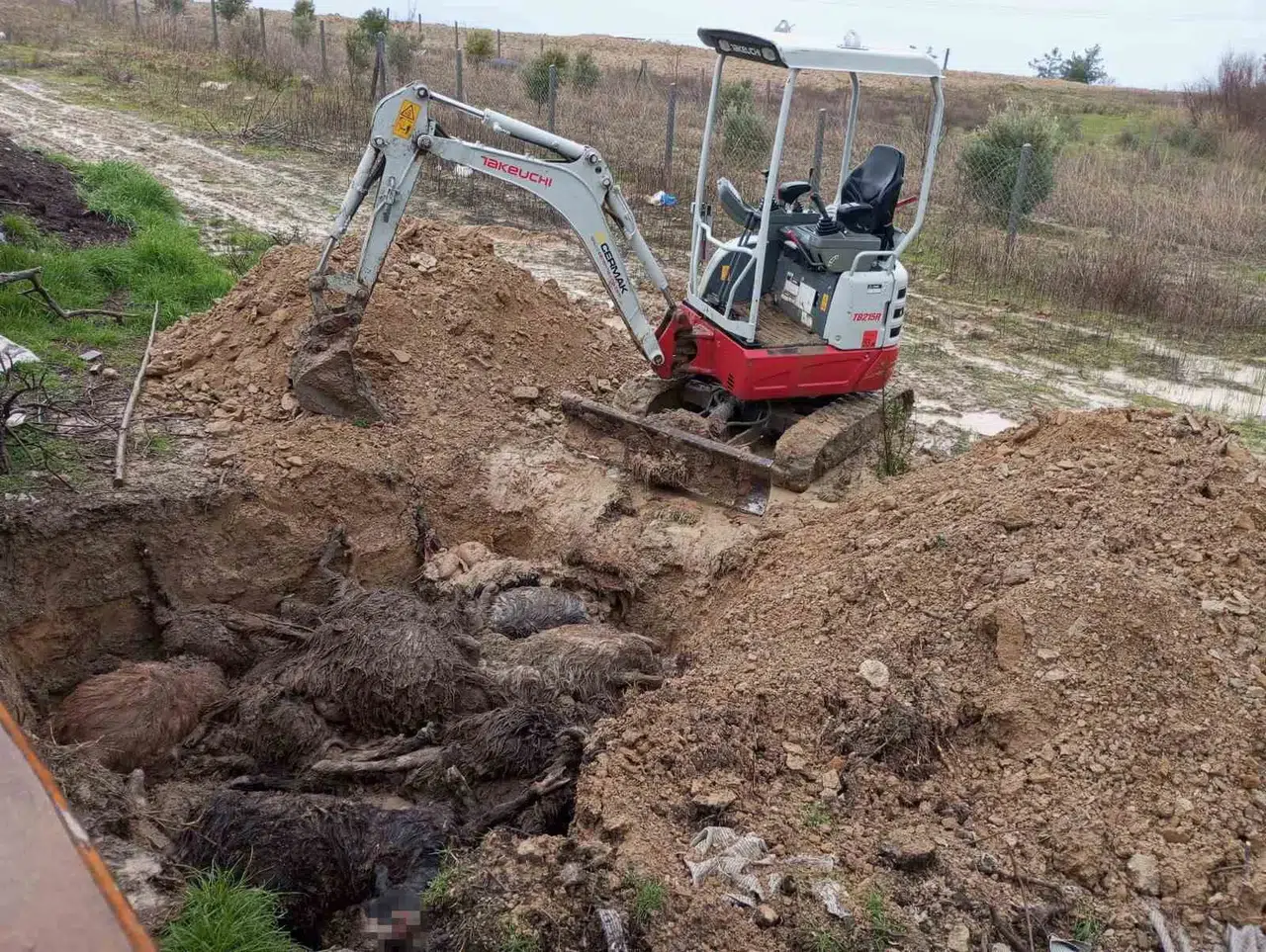 Bir Ayda İkinci Kere Köpekler Ağılına Saldırdı, Bu Sefer 37 Küçükbaş Hayvan Telef Oldu