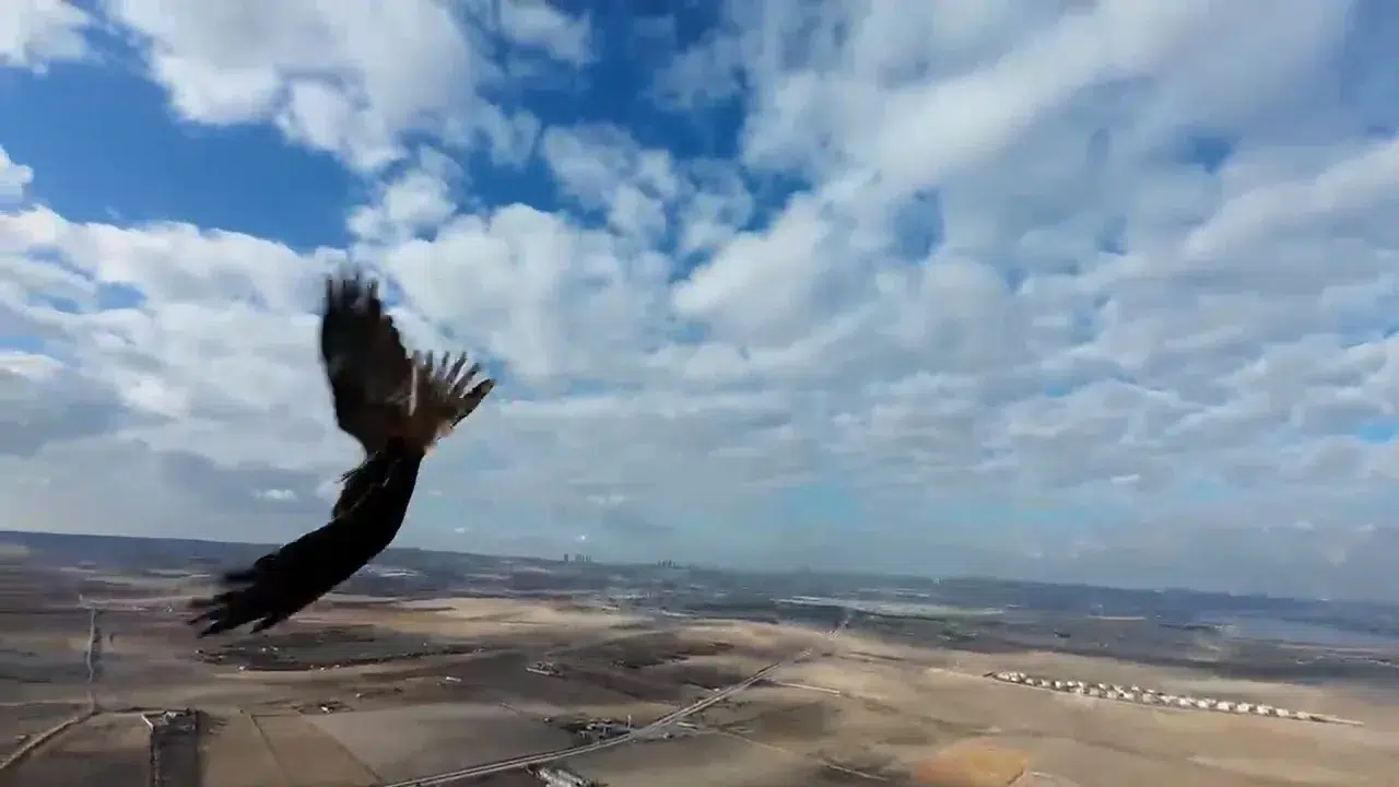 Çekim Yapan Dron Şahinin Radarına Takıldı