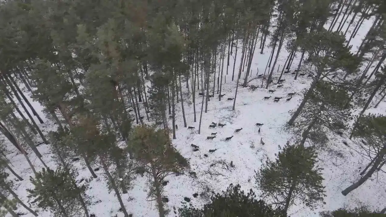 "Doğadaki Cerrah" Geyik Sürüsünü Görüntüledi