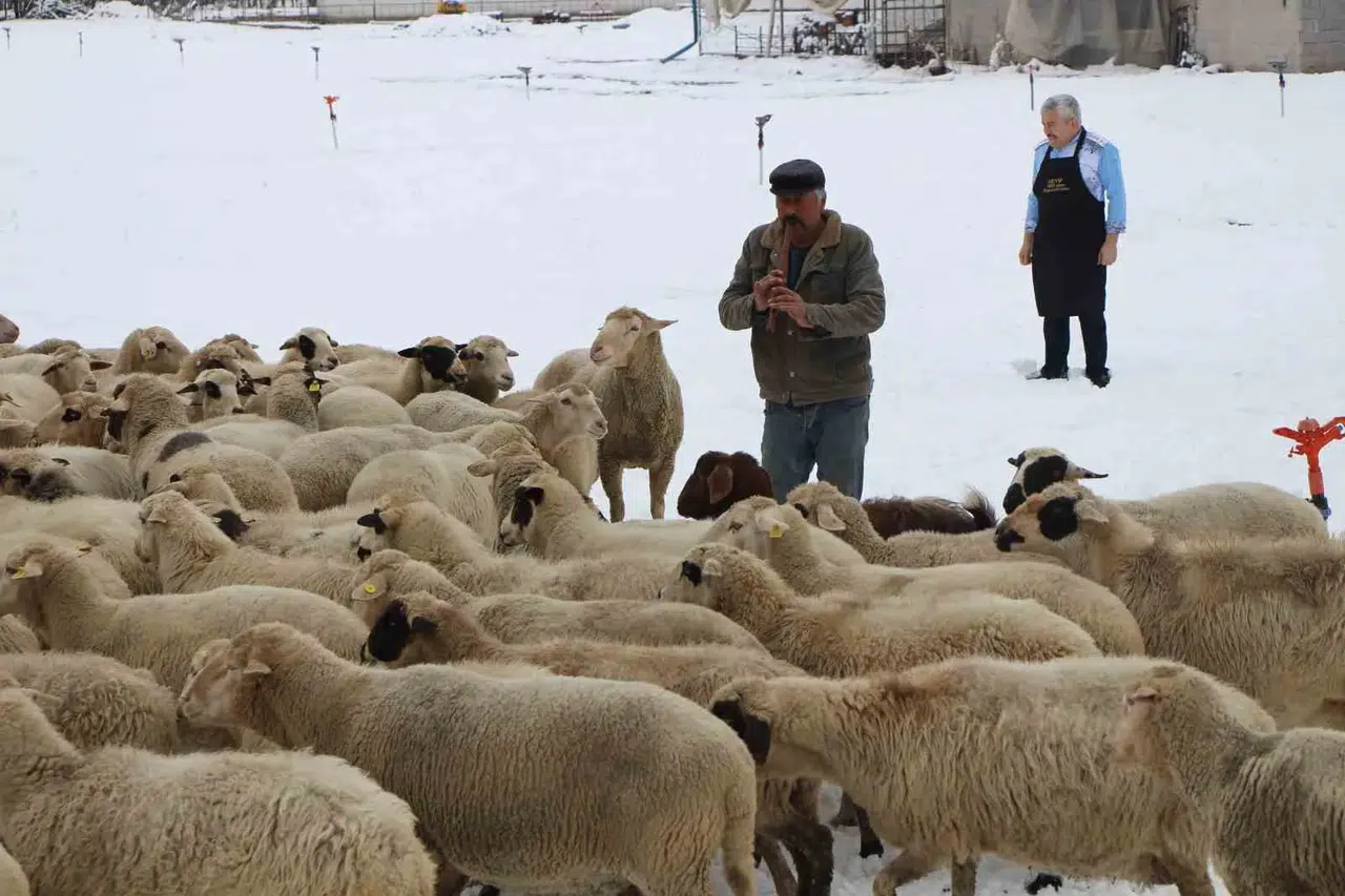 Emektar Çoban Koyunlara Yaz Kış Kaval Çalıyor