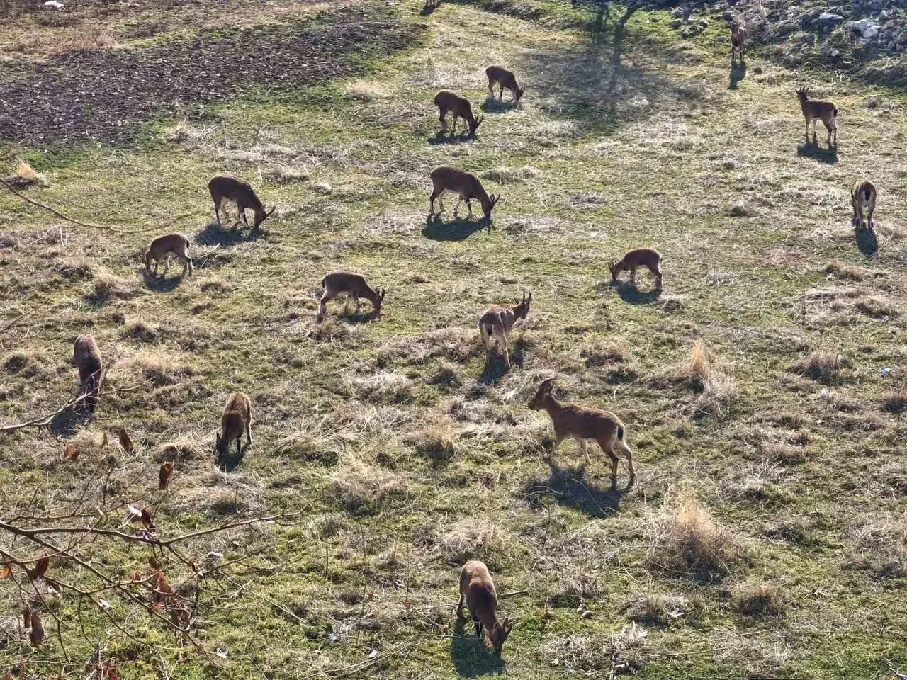 Görenler Çobansız Sürü Sanıyor: Dağ Keçileri İlçe Merkezine Yerleşti