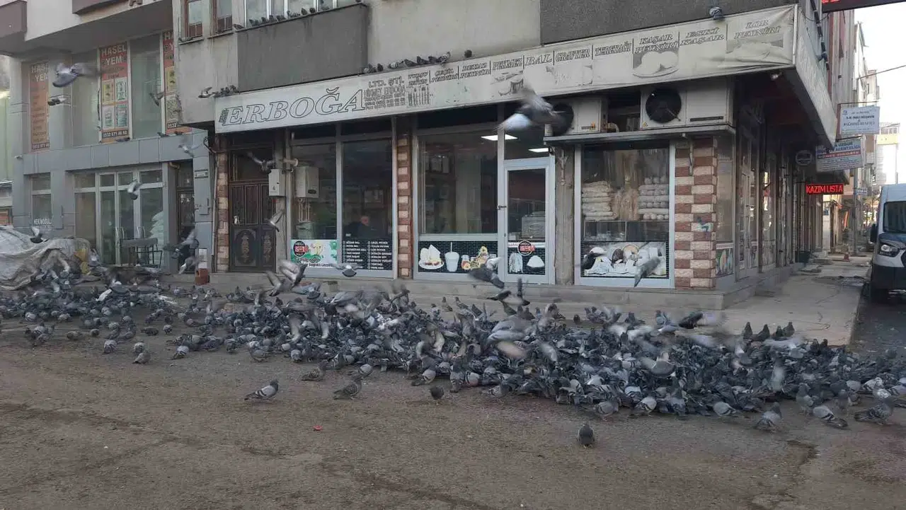 Kars’ta Hassas Vatandaş Yüzlerce Güvercine Yem Veriyor