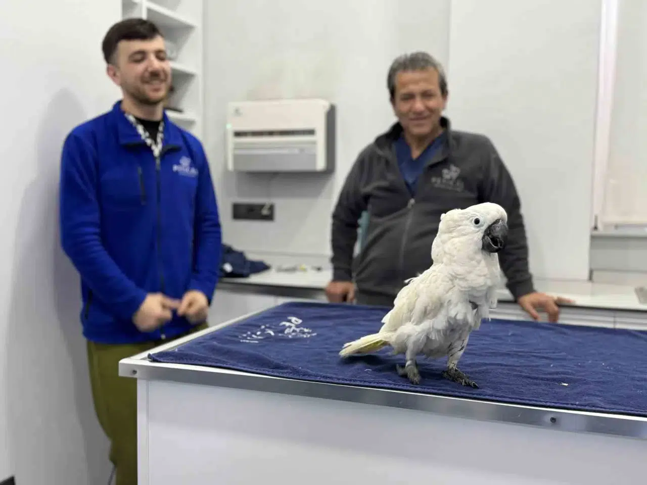 Mersin’de Veterinerlerin Dans Ettiği Papağan Toplumsal Medyada Viral Oldu