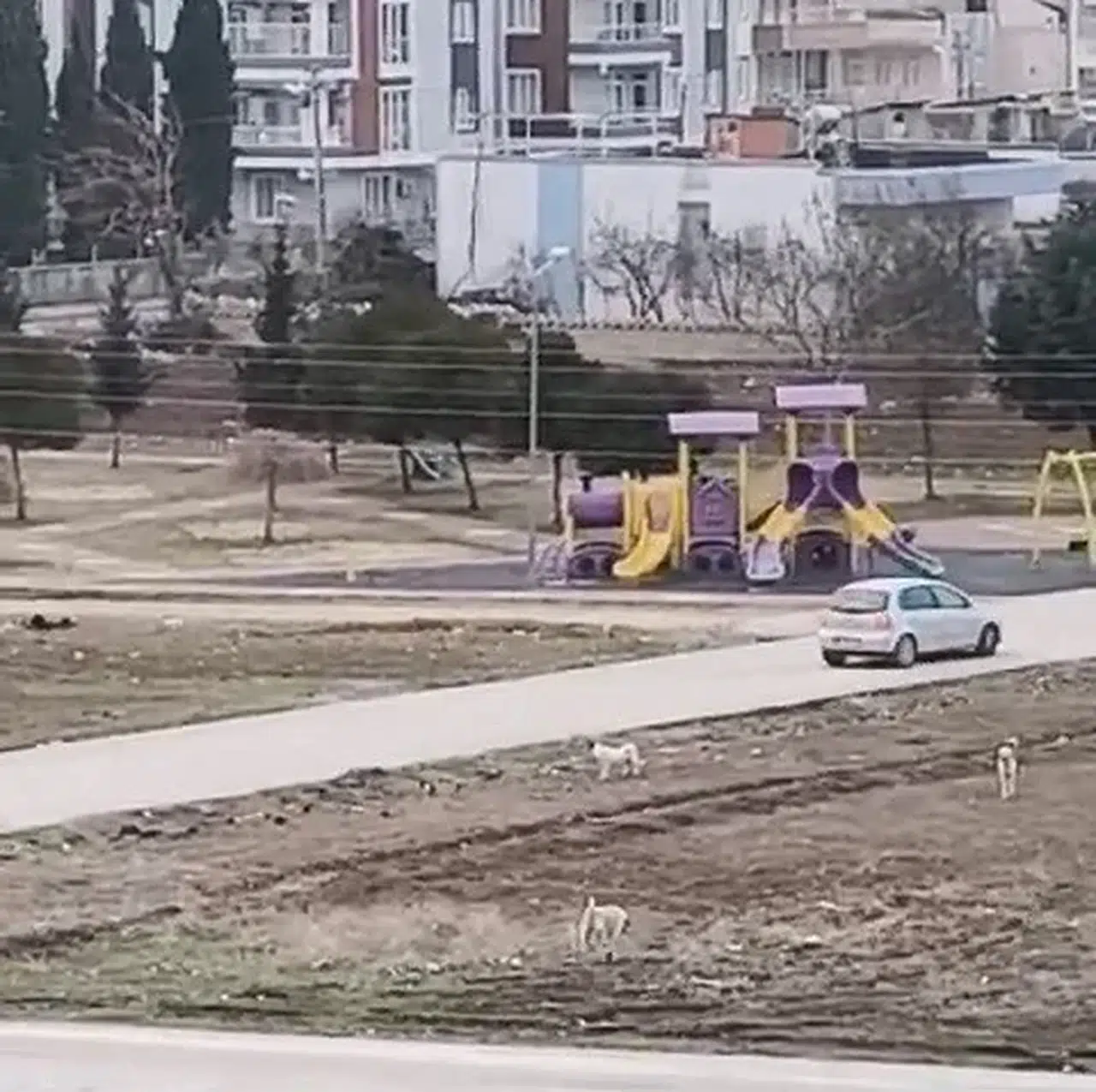 Sokak Köpekleri Yaşı Küçük Çocuğa Bu türlü Saldırdı