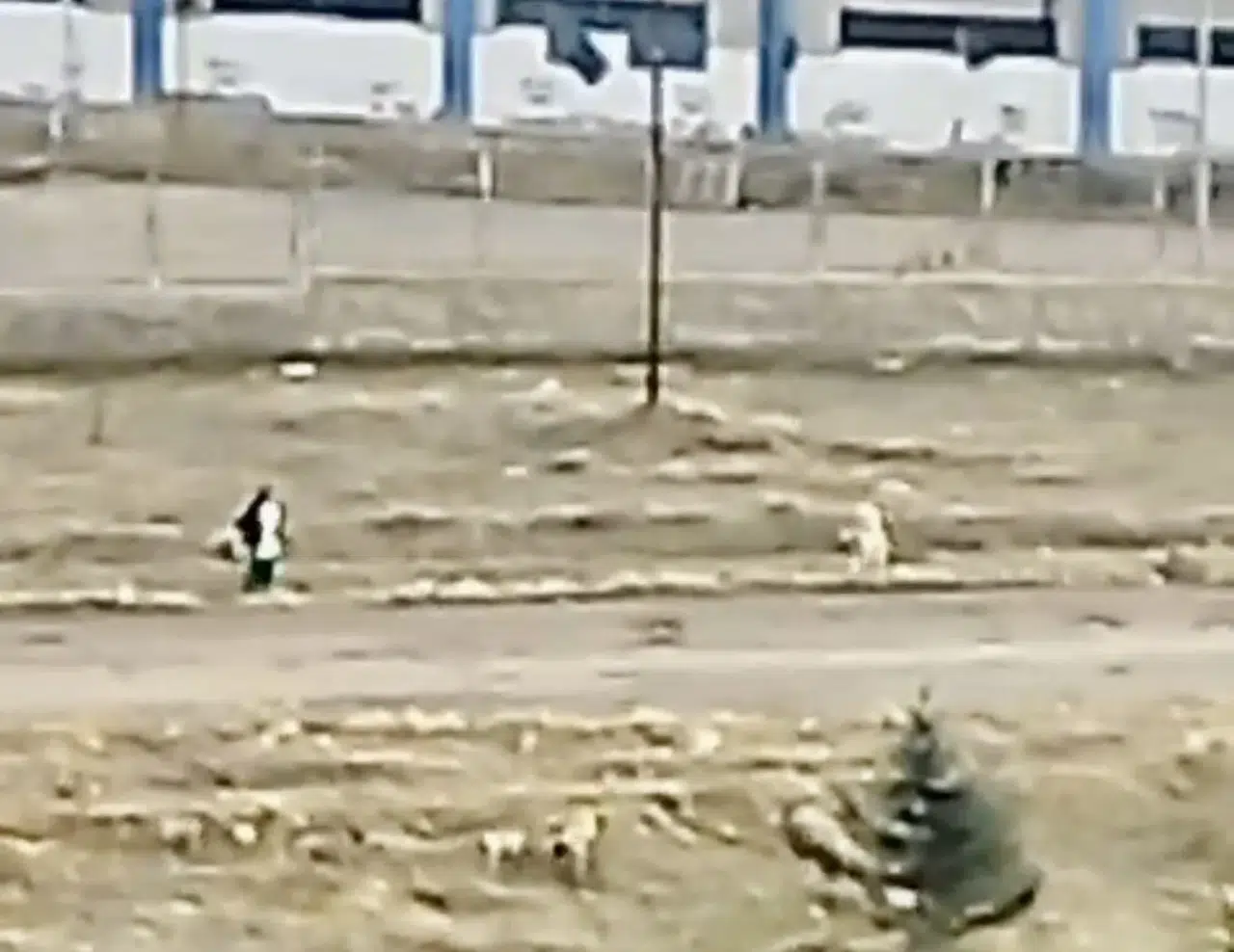 Sokak Köpeklerinin Saldırısına Uğrayan Çocuk, Çuval Modülü ile Kurtuldu